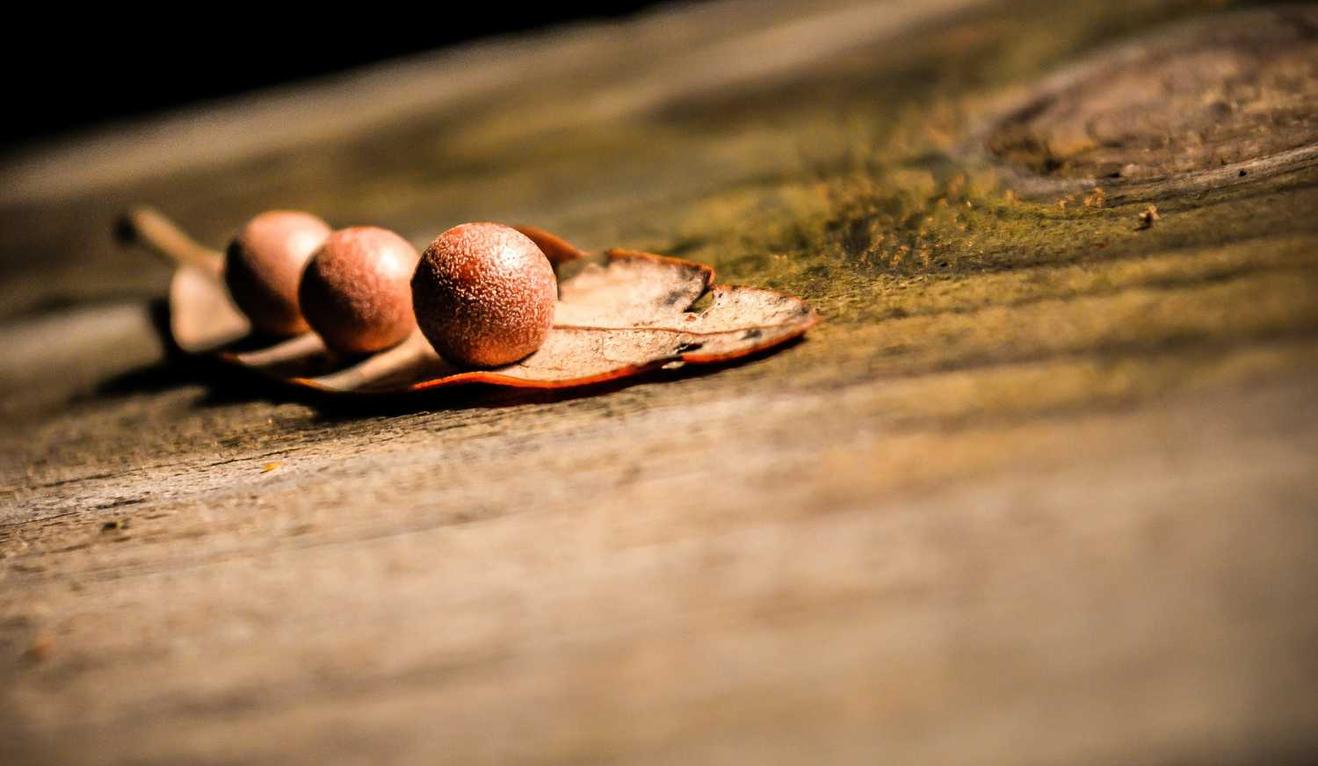 Escape from Tarkov：bt shutter app详情下载教程