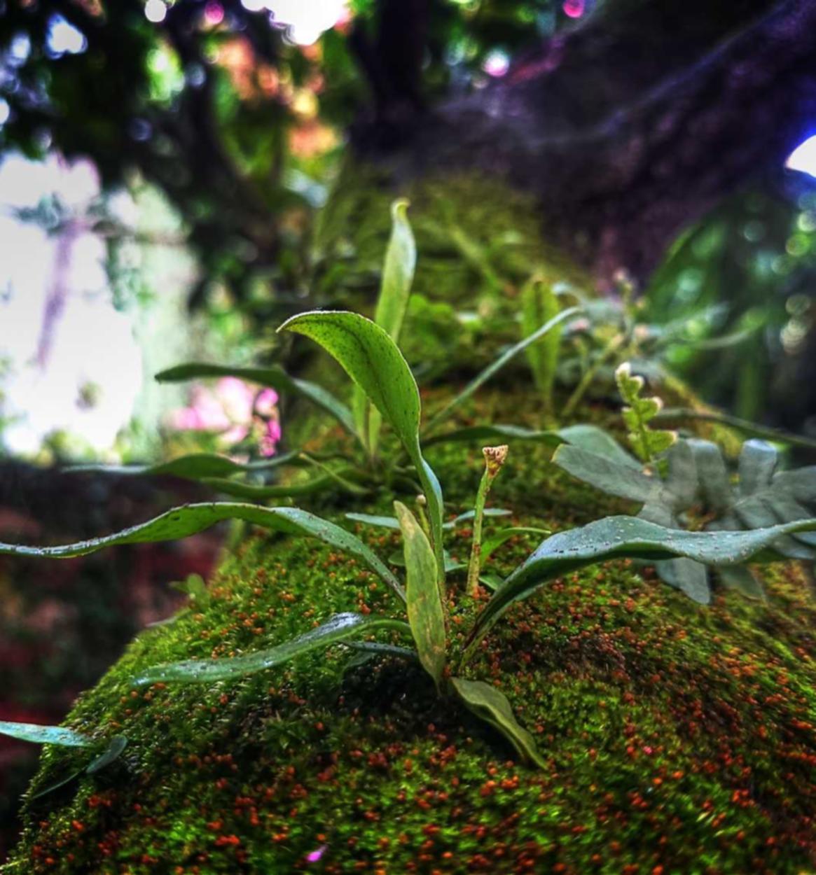 各种国外VX号：安卓壁纸app详情下载教程