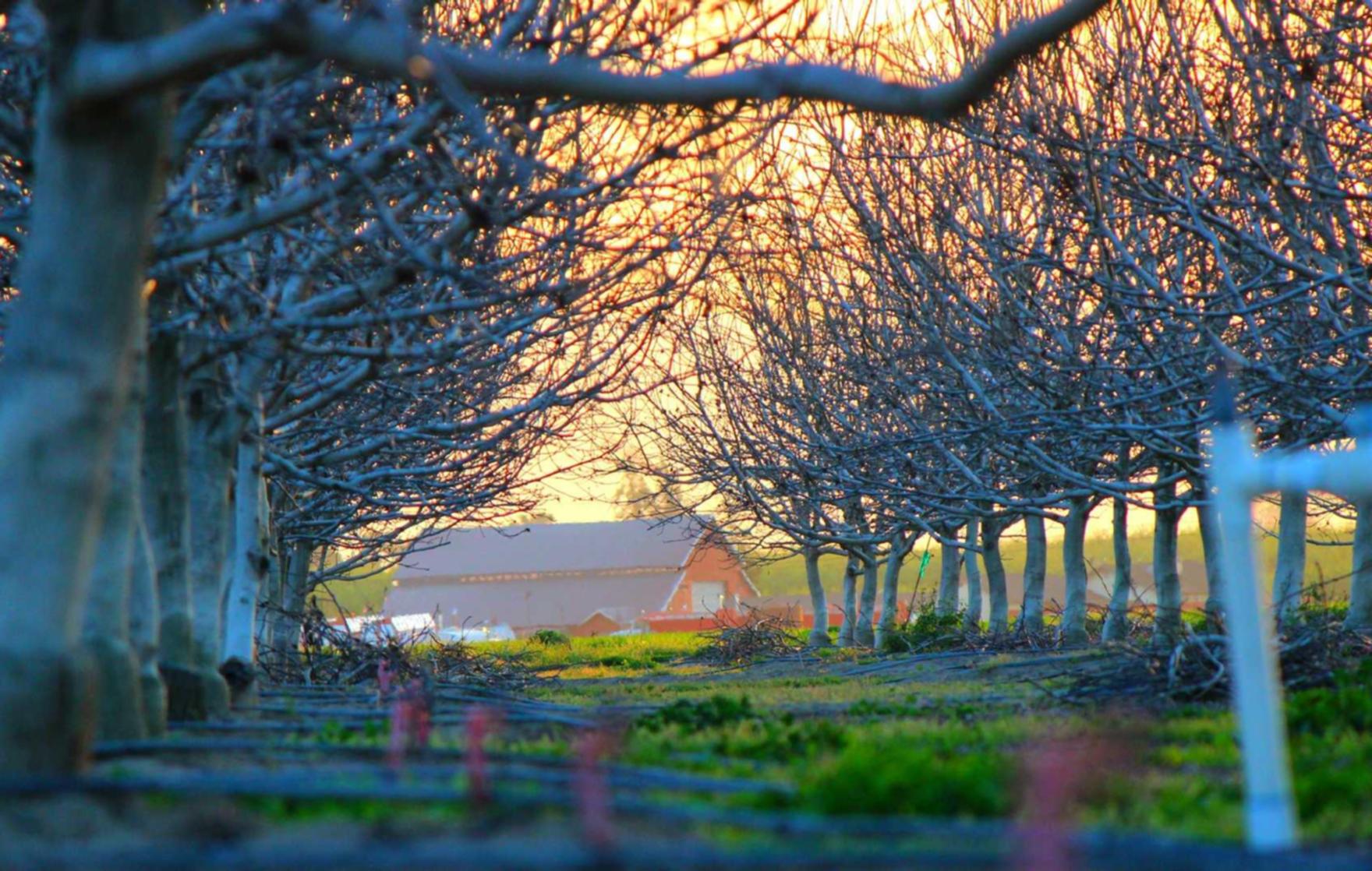 无嘴黄骆驼：详情下载教程手机app骗局