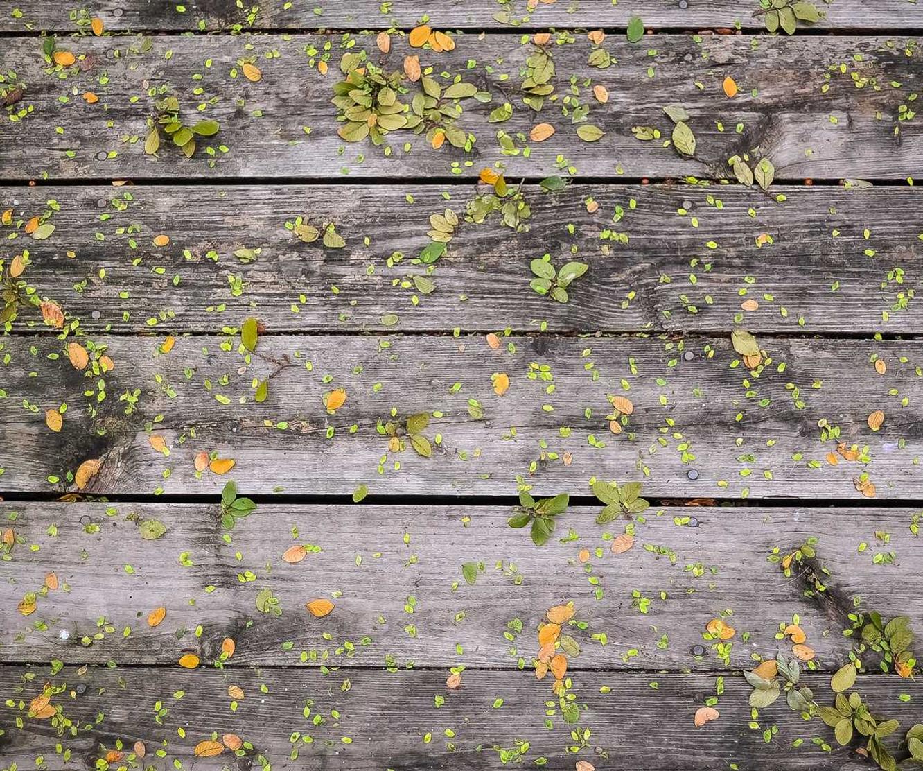 至尊详情下载教程平台购买