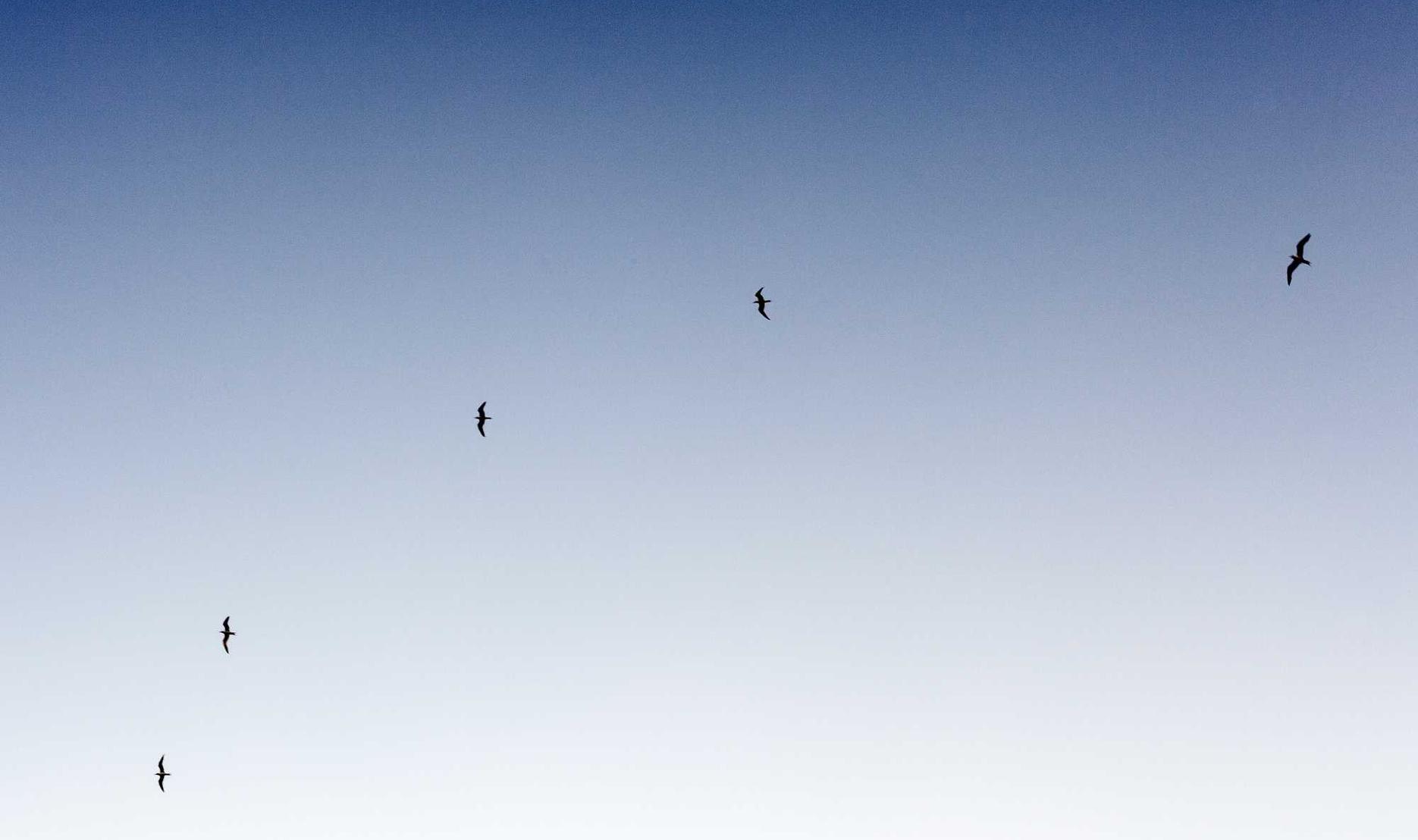 中免555水蜜桃双爆珠：goip设备购买平台