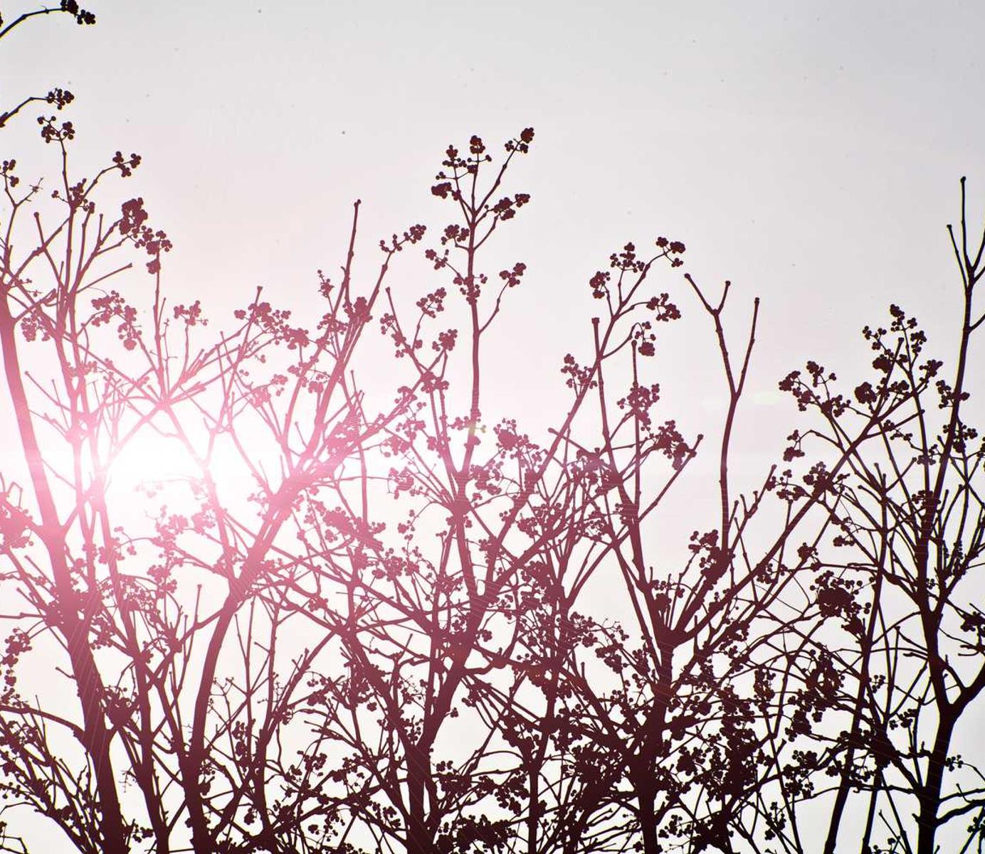 青年一派实名账号：丽水宠物购买平台