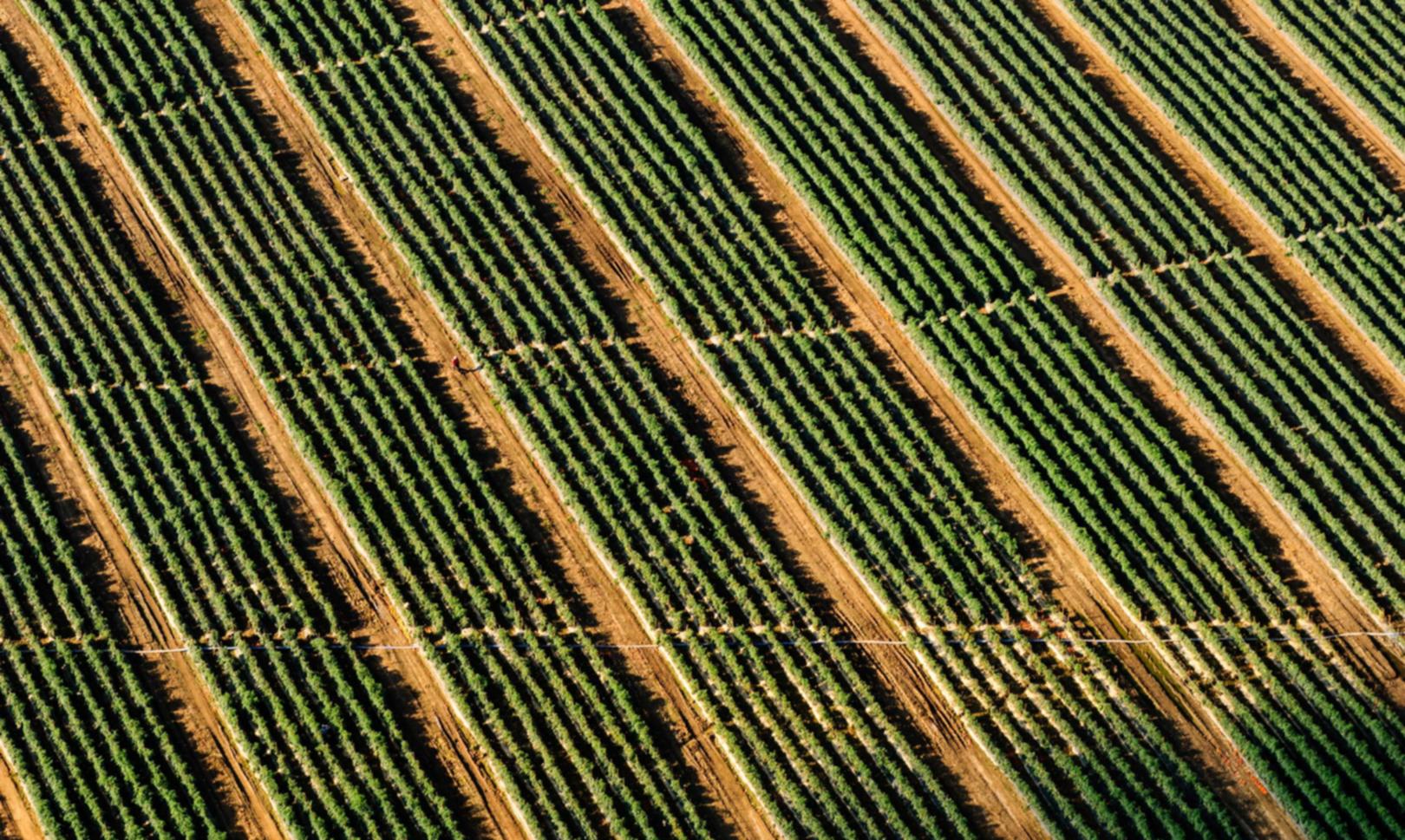 如何识别和处理副本内容以优化SEO结果